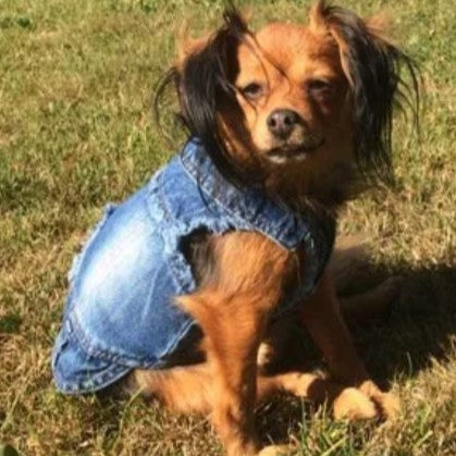 Distressed Denim Doggie Vest